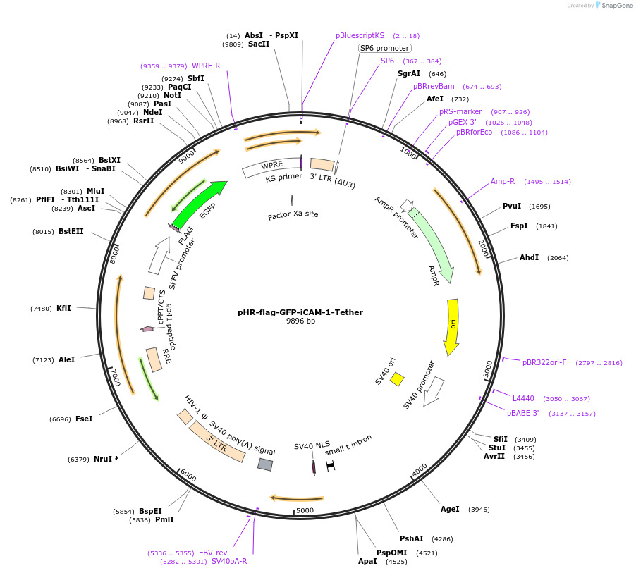 205187-plasmid-map-sequence-id-405258