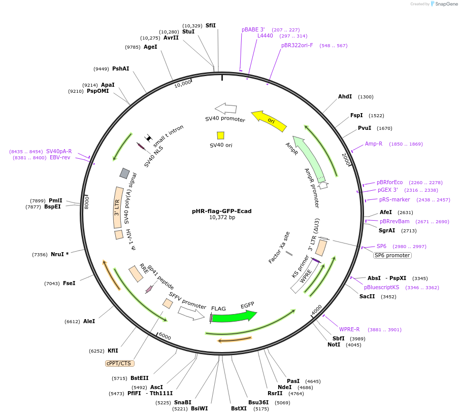 205188-plasmid-map-sequence-id-405260