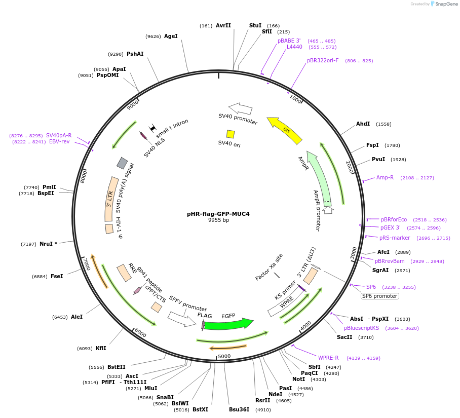 205189-plasmid-map-sequence-id-405261
