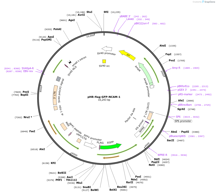 205190-plasmid-map-sequence-id-405262