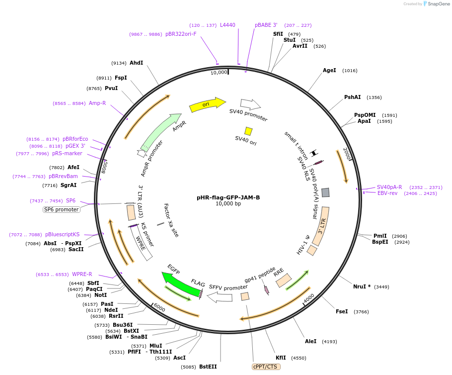 205191-plasmid-map-sequence-id-405263
