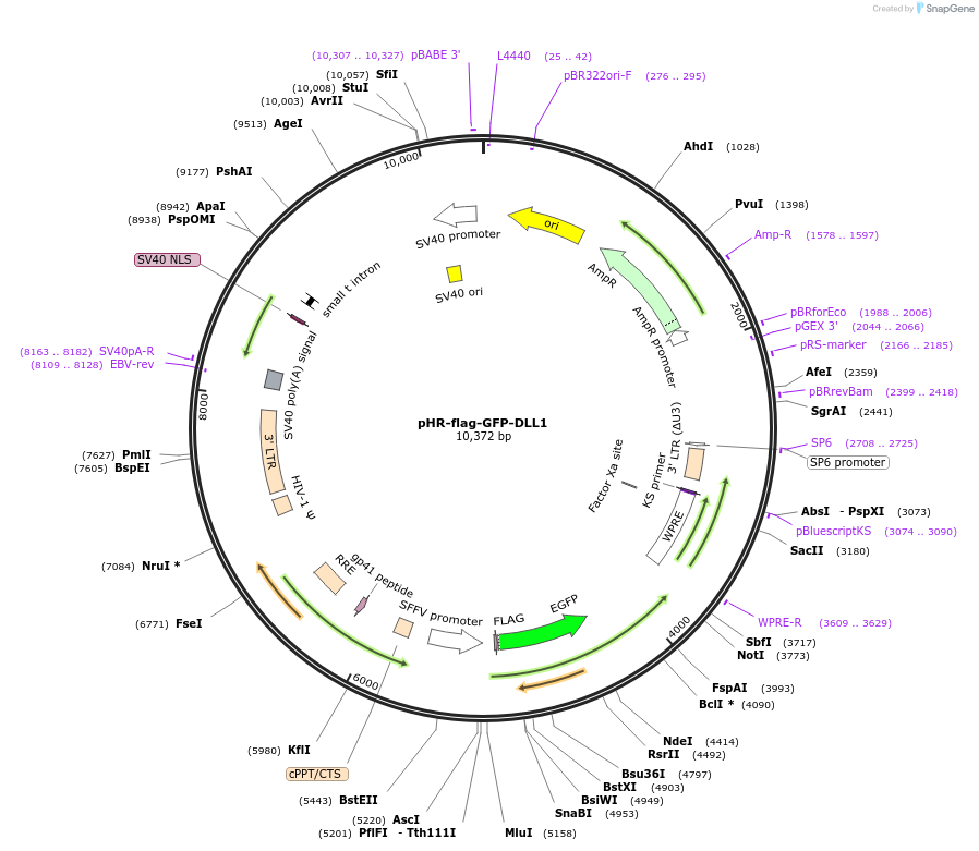205192-plasmid-map-sequence-id-405264