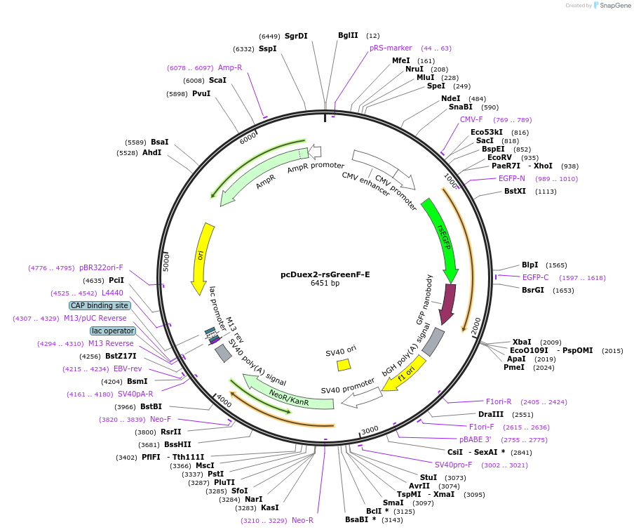205752-plasmid-map-sequence-id-405265