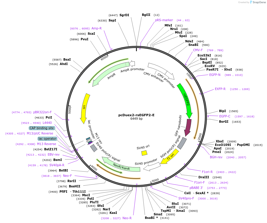 205753-plasmid-map-sequence-id-405268