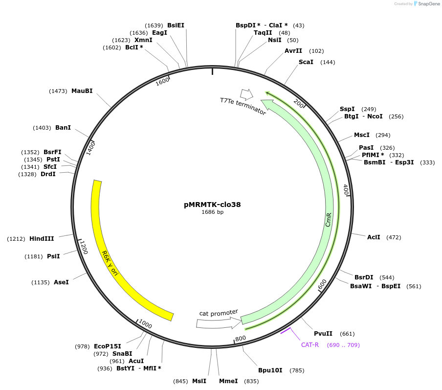 204013-plasmid-map-sequence-id-405274