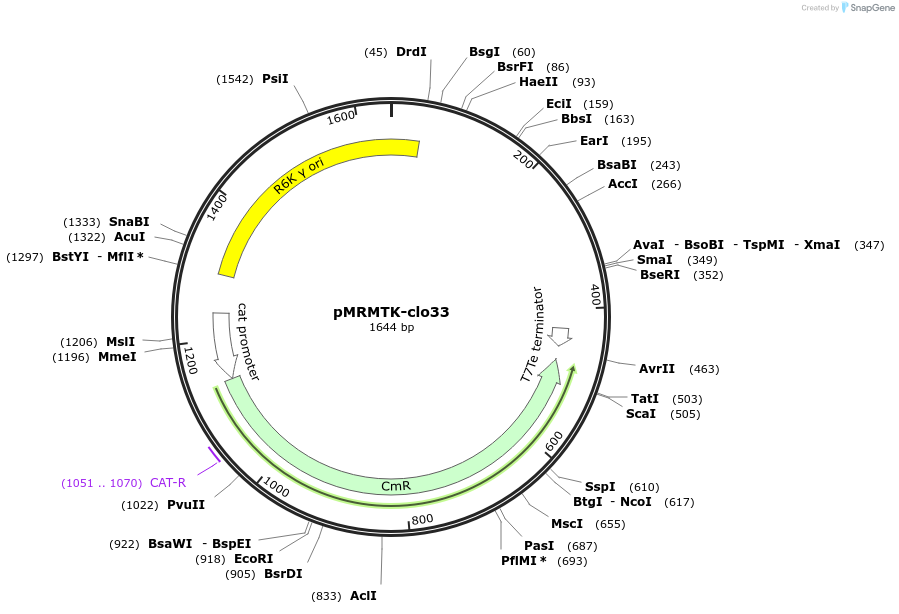 204007-plasmid-map-sequence-id-405275