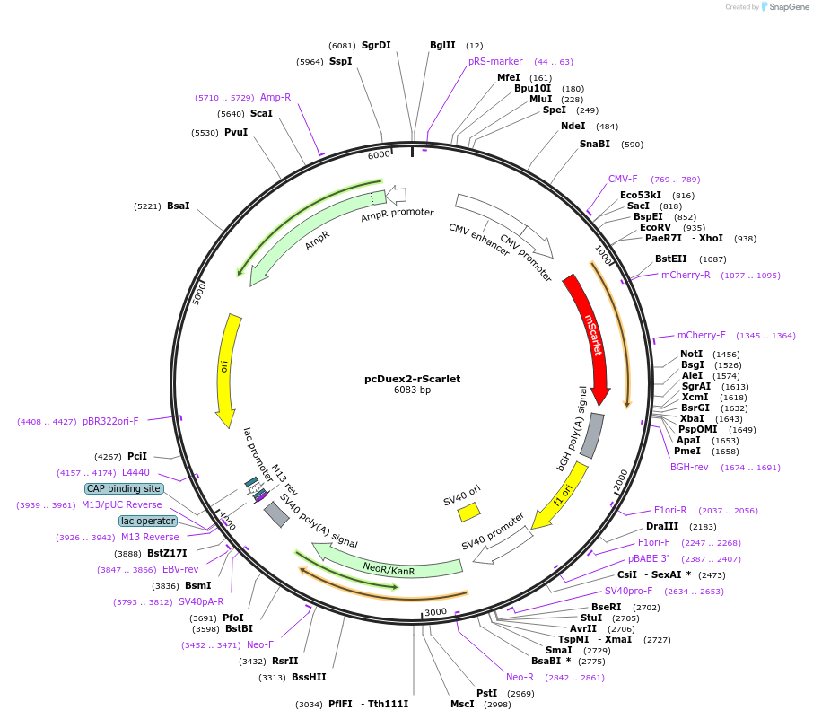 205759-plasmid-map-sequence-id-405299