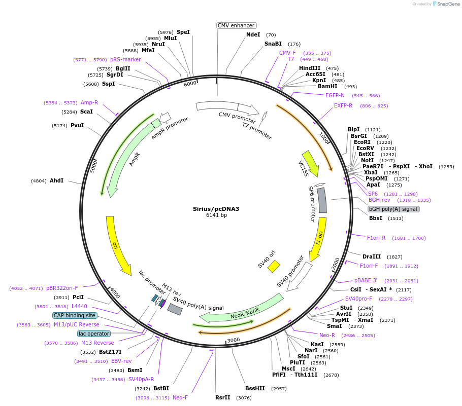 51957-plasmid-map-sequence-id-405318