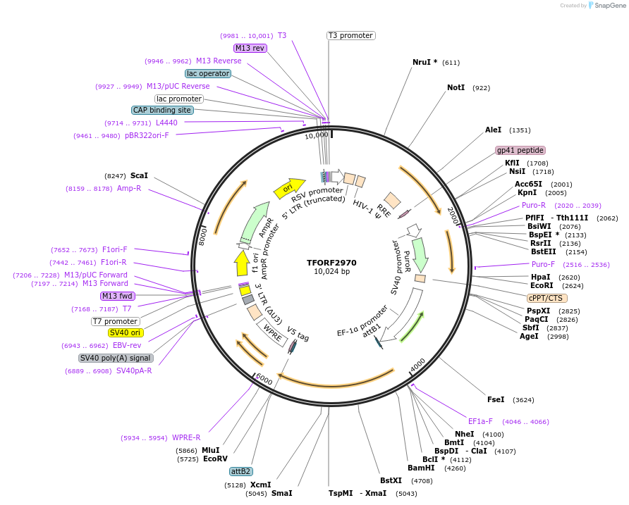 144446-plasmid-map-sequence-id-405319