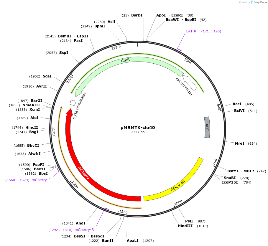 204015-plasmid-map-sequence-id-405377
