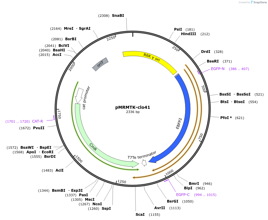 204016-plasmid-map-sequence-id-405378