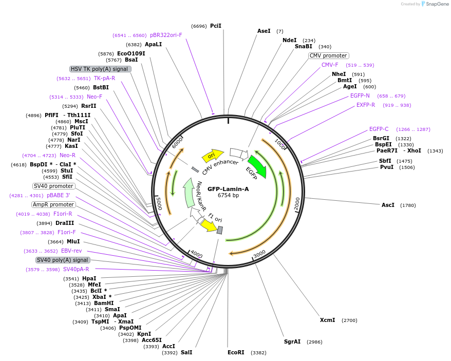 206027-plasmid-map-sequence-id-405389