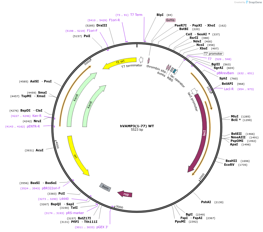 206028-plasmid-map-sequence-id-405396