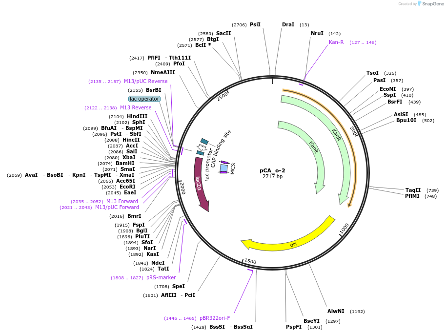 202092-plasmid-map-sequence-id-405402