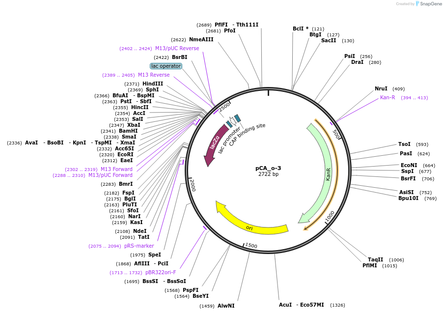 202093-plasmid-map-sequence-id-405403