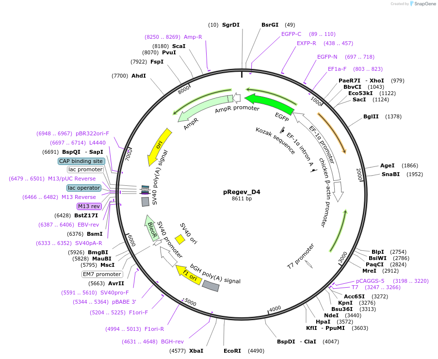 204184-plasmid-map-sequence-id-405407