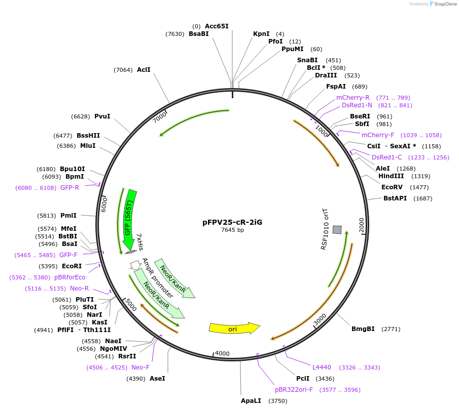 204618-plasmid-map-sequence-id-405410
