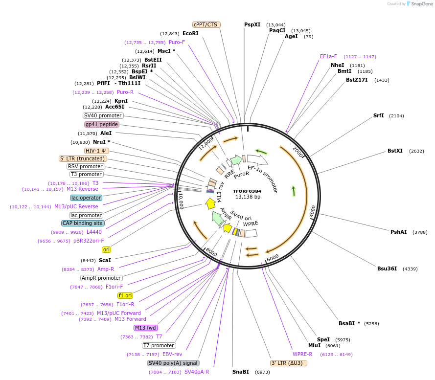 141599-plasmid-map-sequence-id-405434