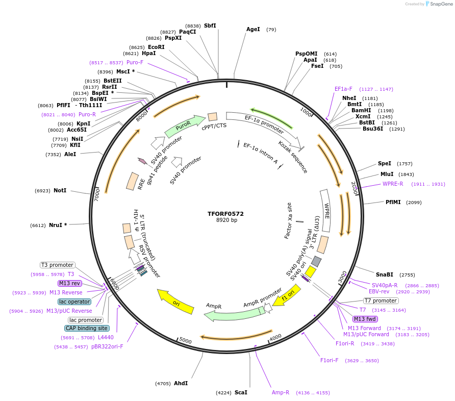 141642-plasmid-map-sequence-id-405436