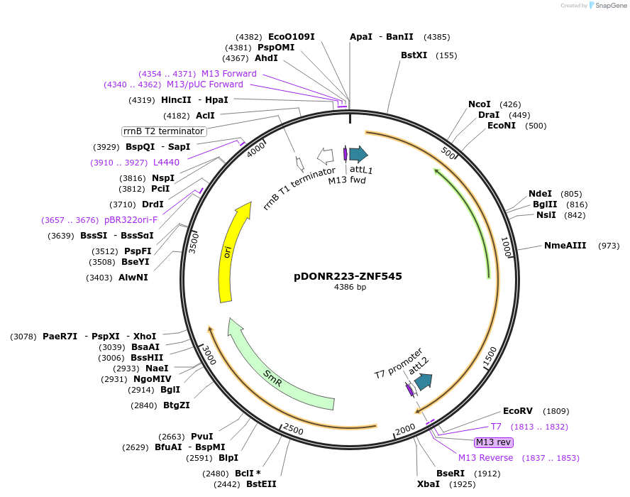 88479-plasmid-map-sequence-id-405439