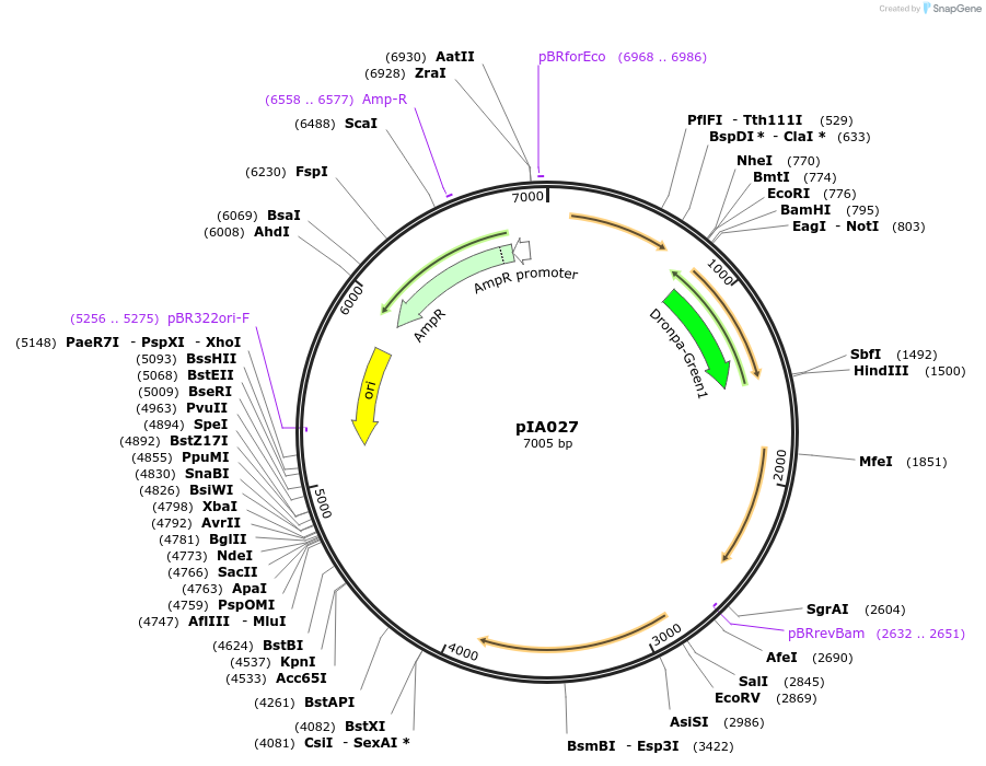 200418-plasmid-map-sequence-id-405455