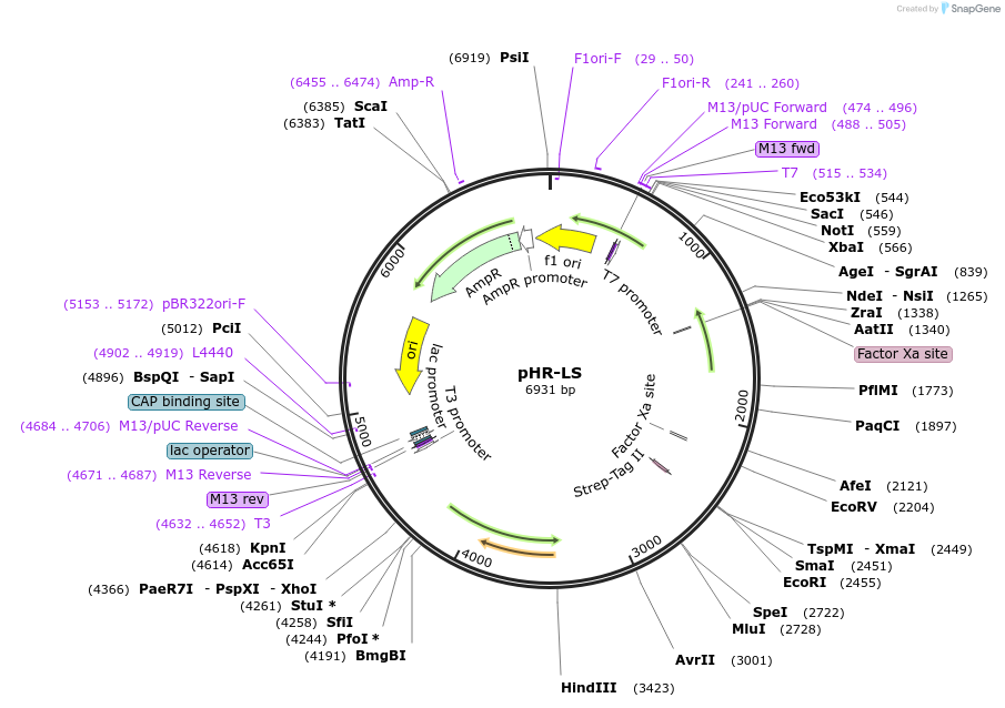 205438-plasmid-map-sequence-id-405460