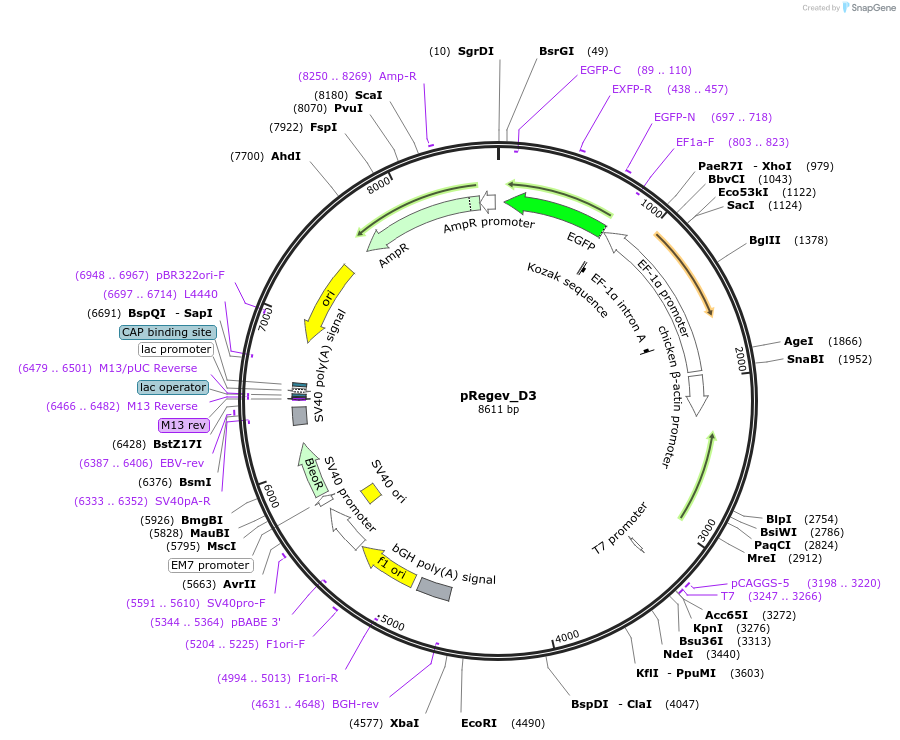 204182-plasmid-map-sequence-id-405462