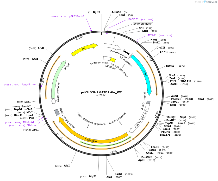 205469-plasmid-map-sequence-id-405465