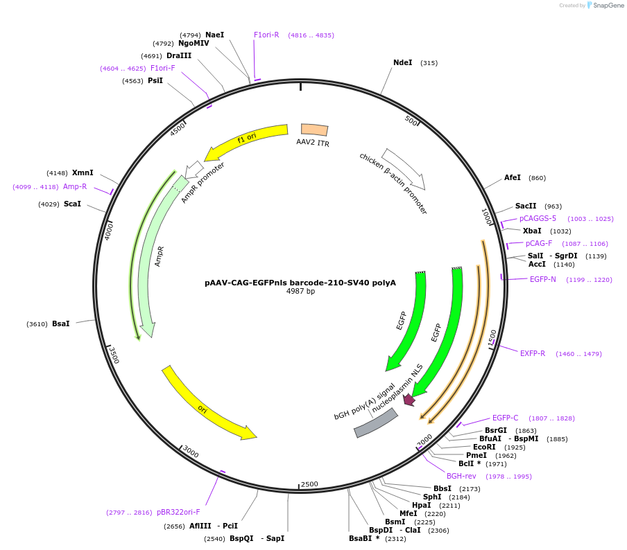 190876-plasmid-map-sequence-id-405467