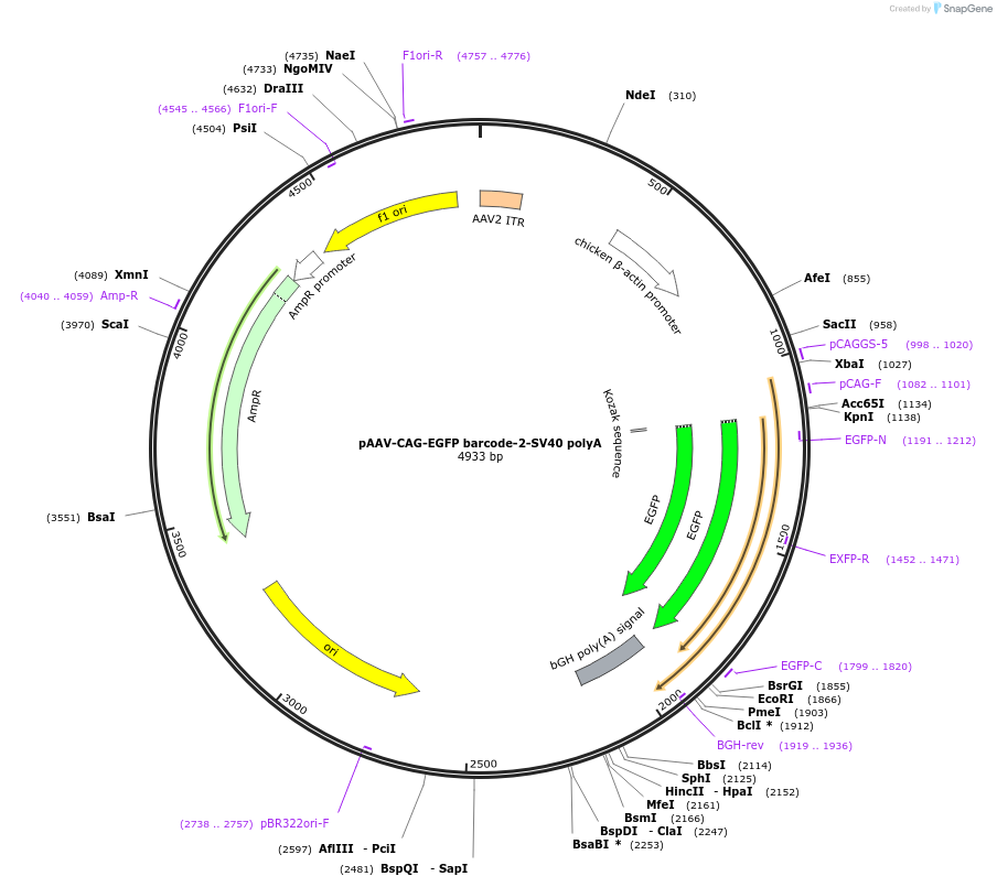 190866-plasmid-map-sequence-id-405469