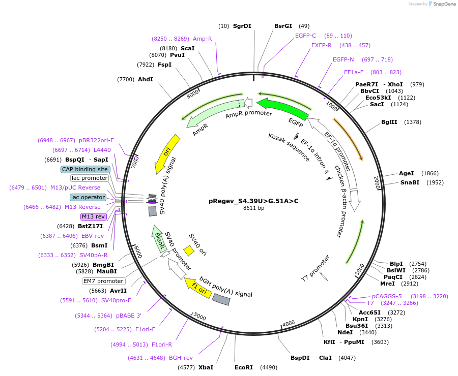 204173-plasmid-map-sequence-id-405470