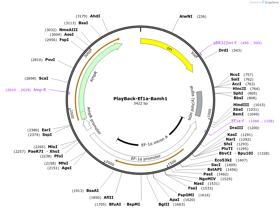 203308-plasmid-map-sequence-id-405471