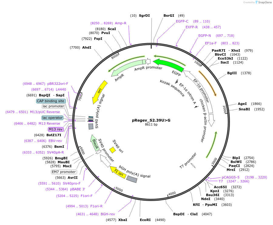 204163-plasmid-map-sequence-id-405473