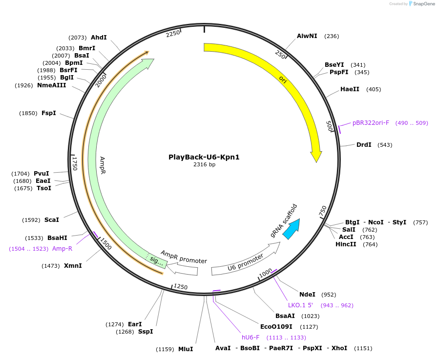 203297-plasmid-map-sequence-id-405474