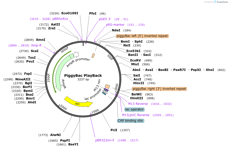 203312-plasmid-map-sequence-id-405476