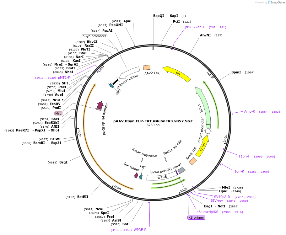 196224-plasmid-map-sequence-id-405478