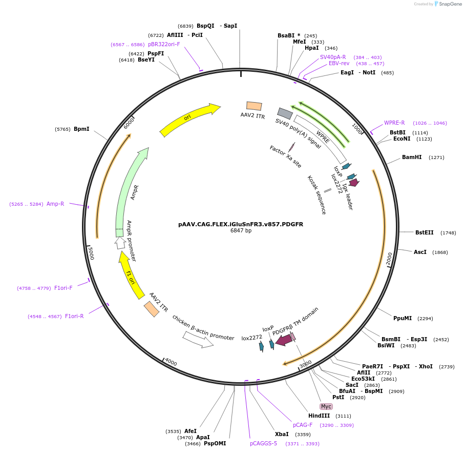 196219-plasmid-map-sequence-id-405480