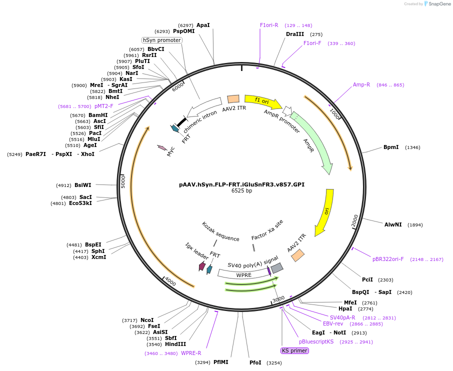 196223-plasmid-map-sequence-id-405486
