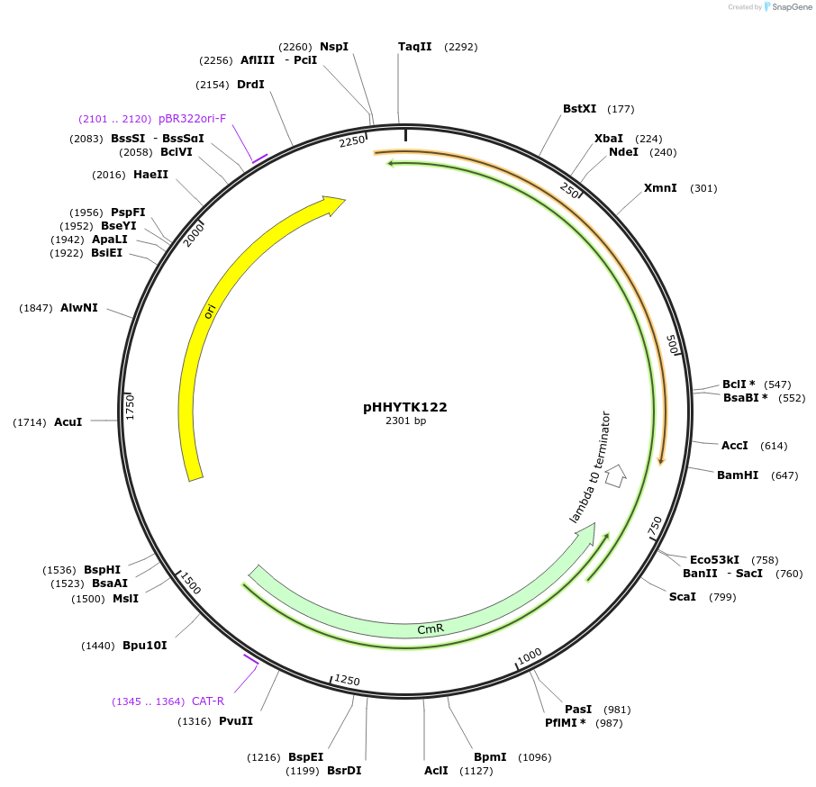 200146-plasmid-map-sequence-id-405492