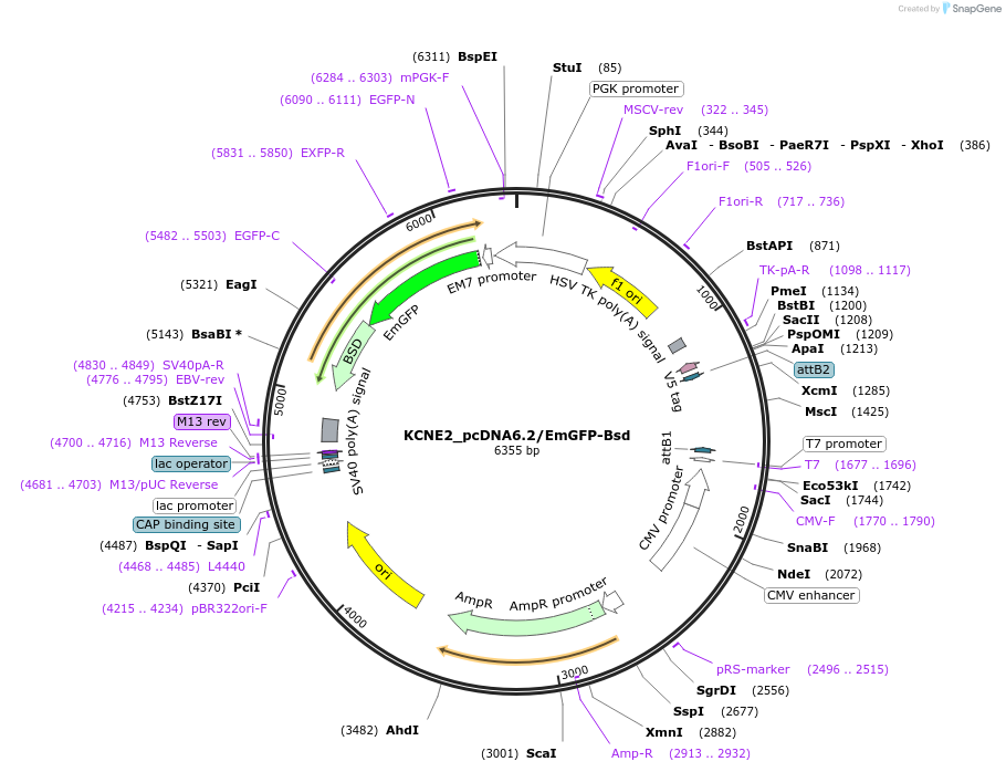 176980-plasmid-map-sequence-id-405493