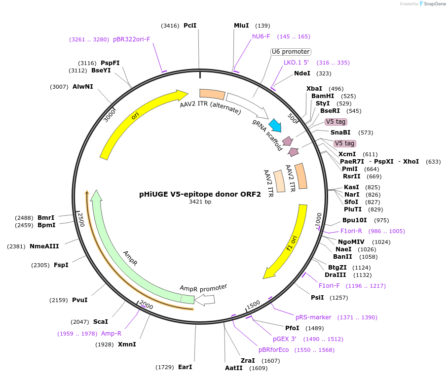 200379-plasmid-map-sequence-id-405503