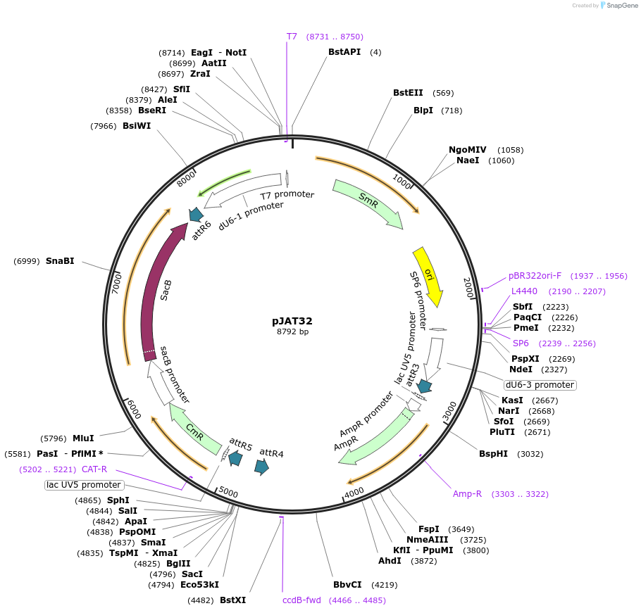 204297-plasmid-map-sequence-id-405508