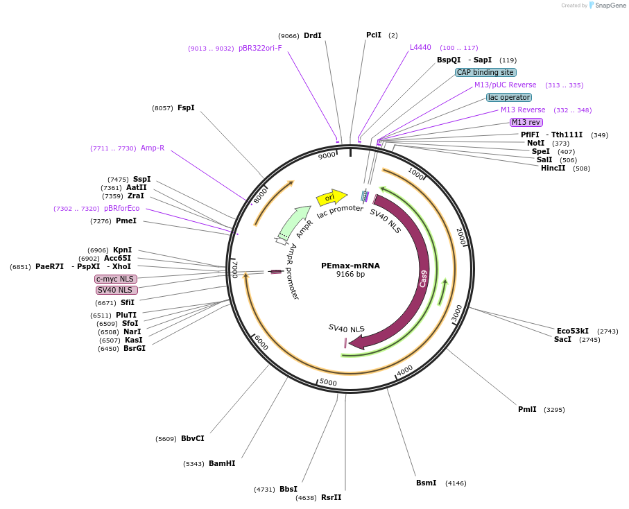 204472-plasmid-map-sequence-id-405509