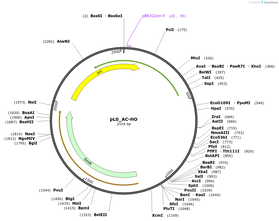 202116-plasmid-map-sequence-id-405530