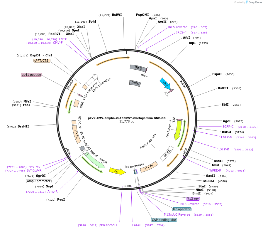 204341-plasmid-map-sequence-id-405532