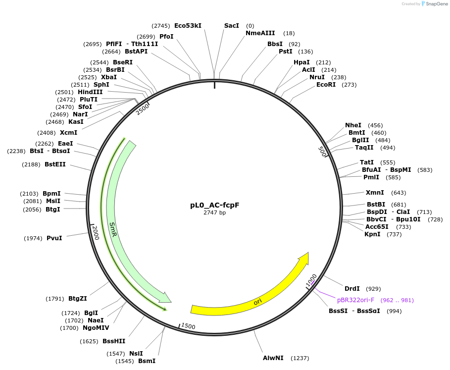 202119-plasmid-map-sequence-id-405535