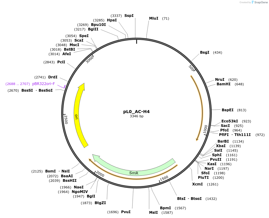 202122-plasmid-map-sequence-id-405538