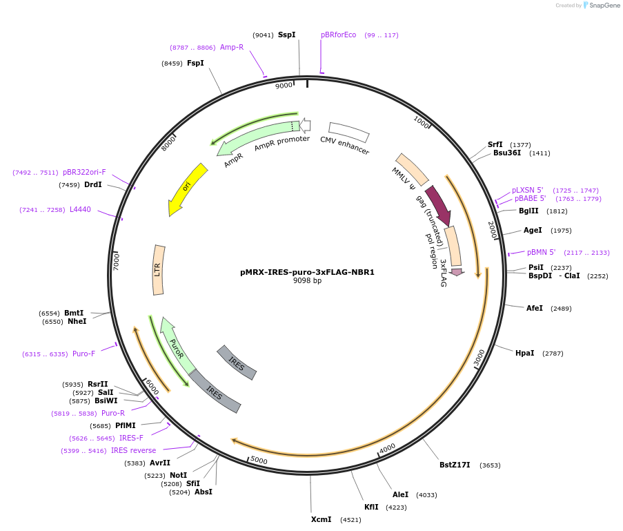 204546-plasmid-map-sequence-id-405566