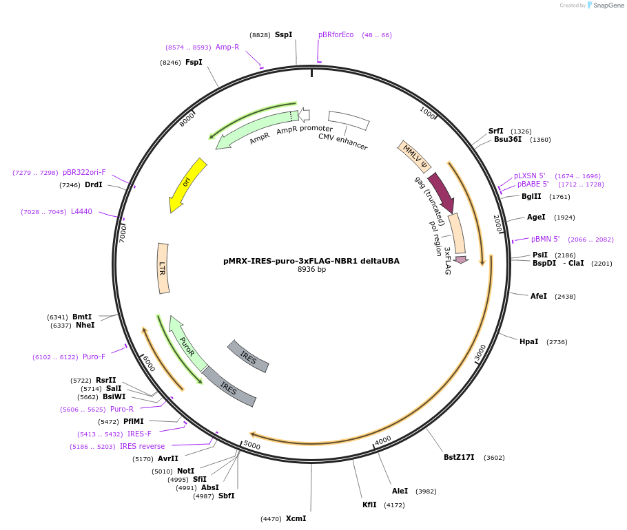 204547-plasmid-map-sequence-id-405567