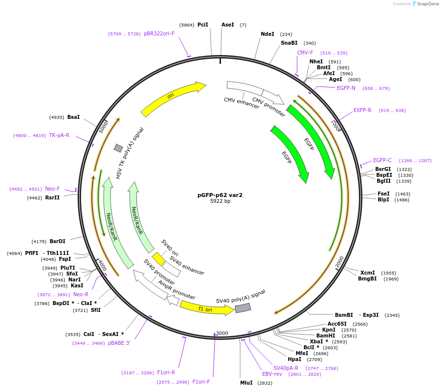 204575-plasmid-map-sequence-id-405568